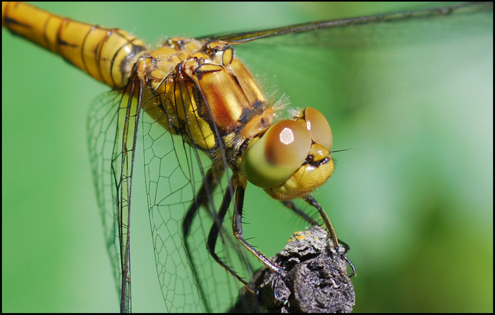 libellula con preda 11: femmina Sympetrum striolatum